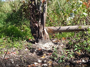 PA060008.JPG